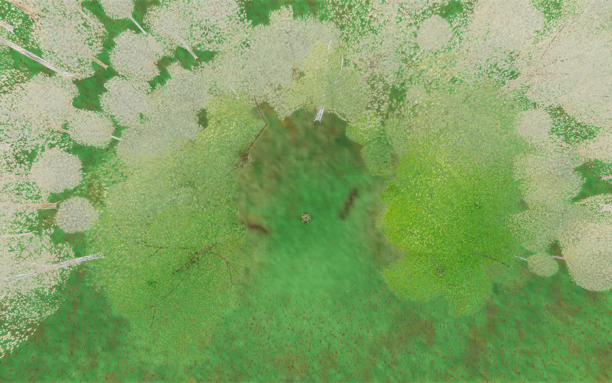 Visualizer · forest-top — round3b: fix crown-fill far-tier enlarge for camera-near trees (noEnlarge 1.05x + 2.6x cluster density); kills plate-triangle lattice at its real source (fillCrownVolume detail:0)