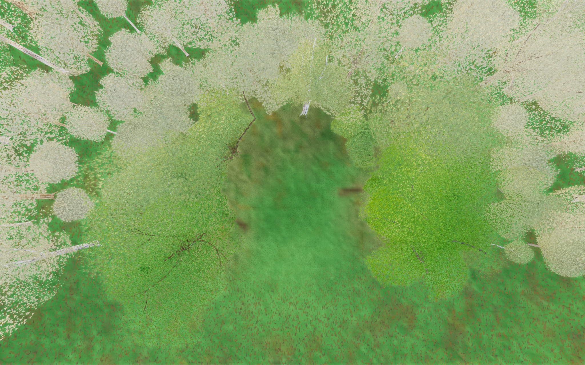 Visualizer · forest-top