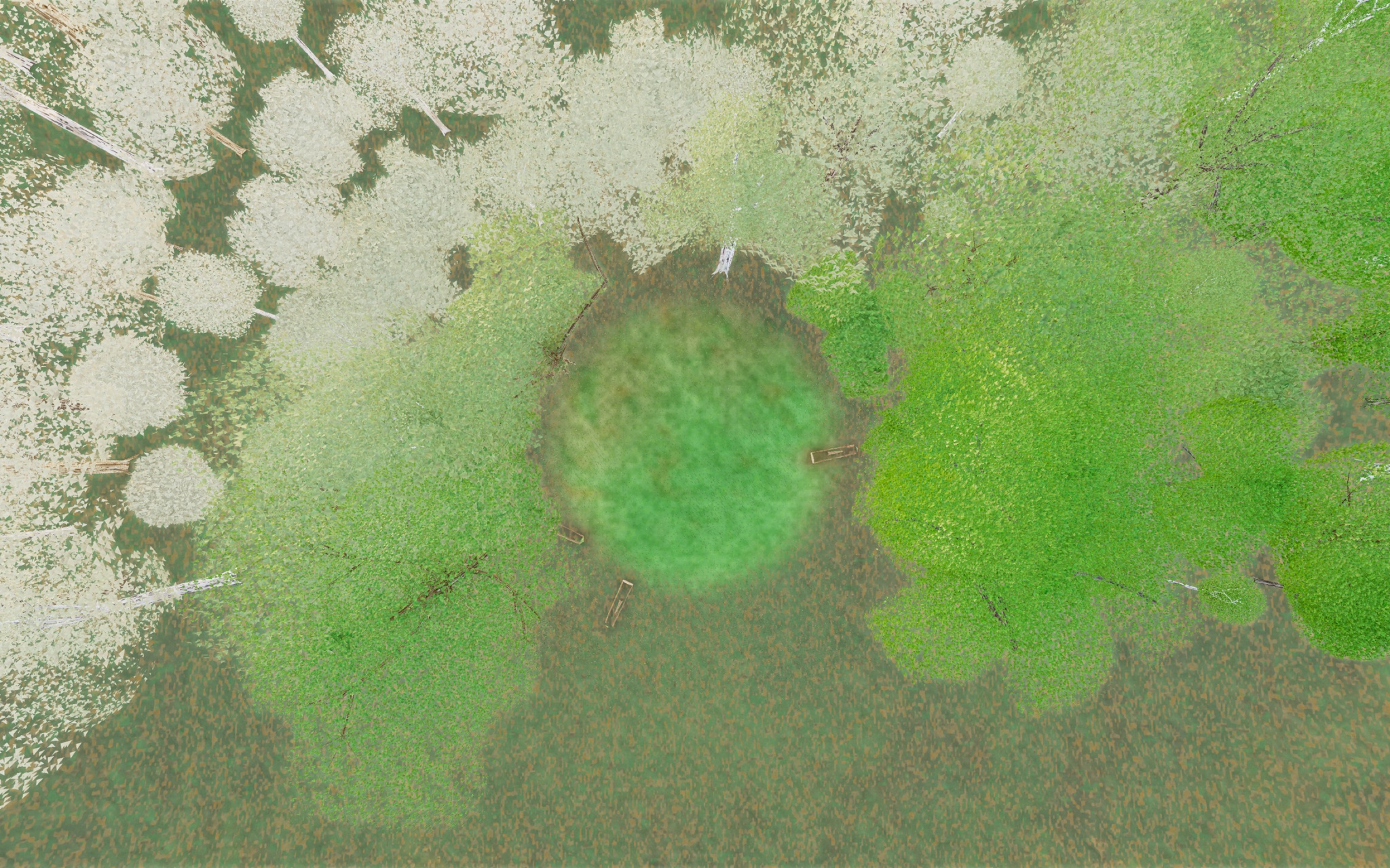 Visualizer · forest-top