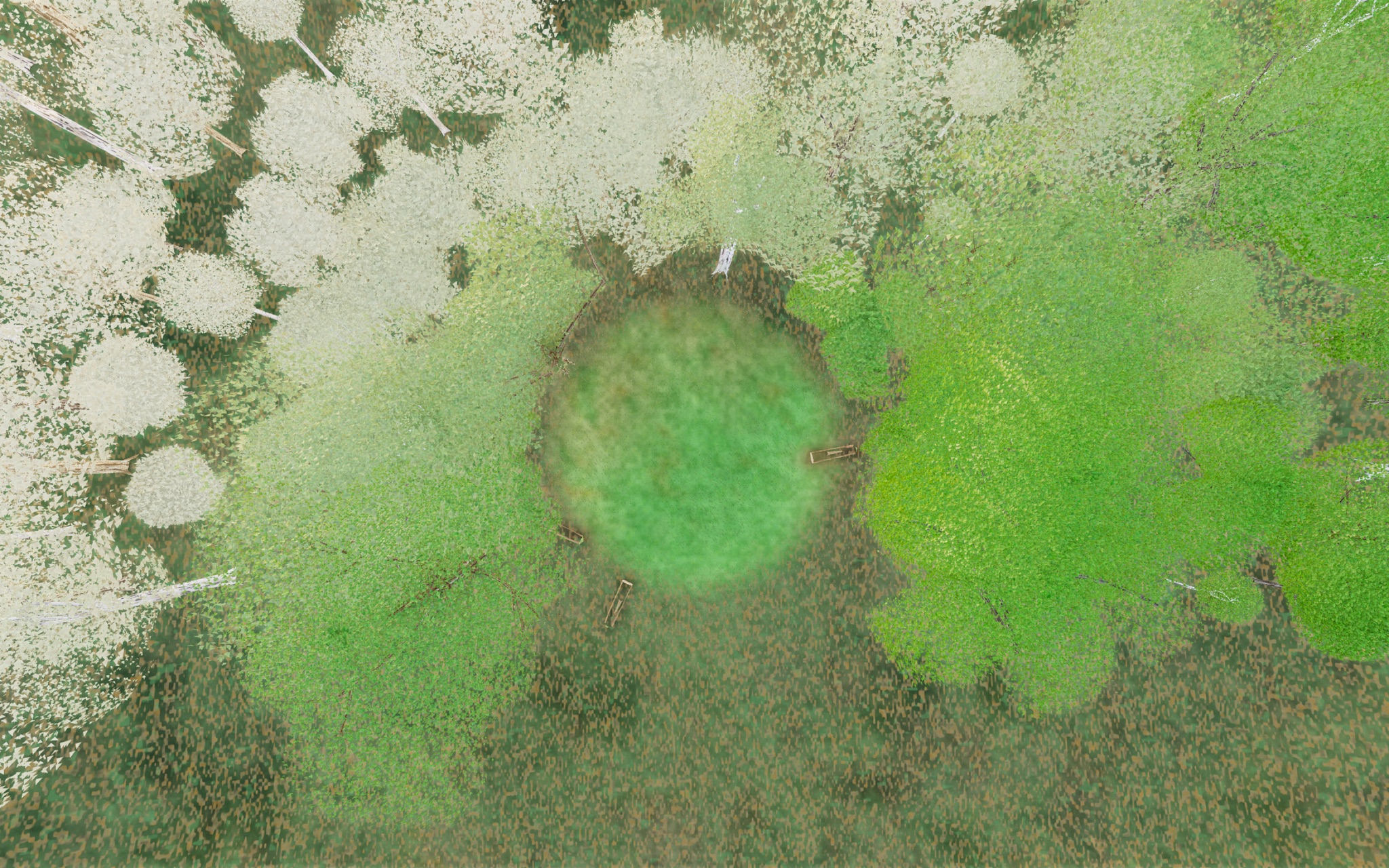 Visualizer · forest-top