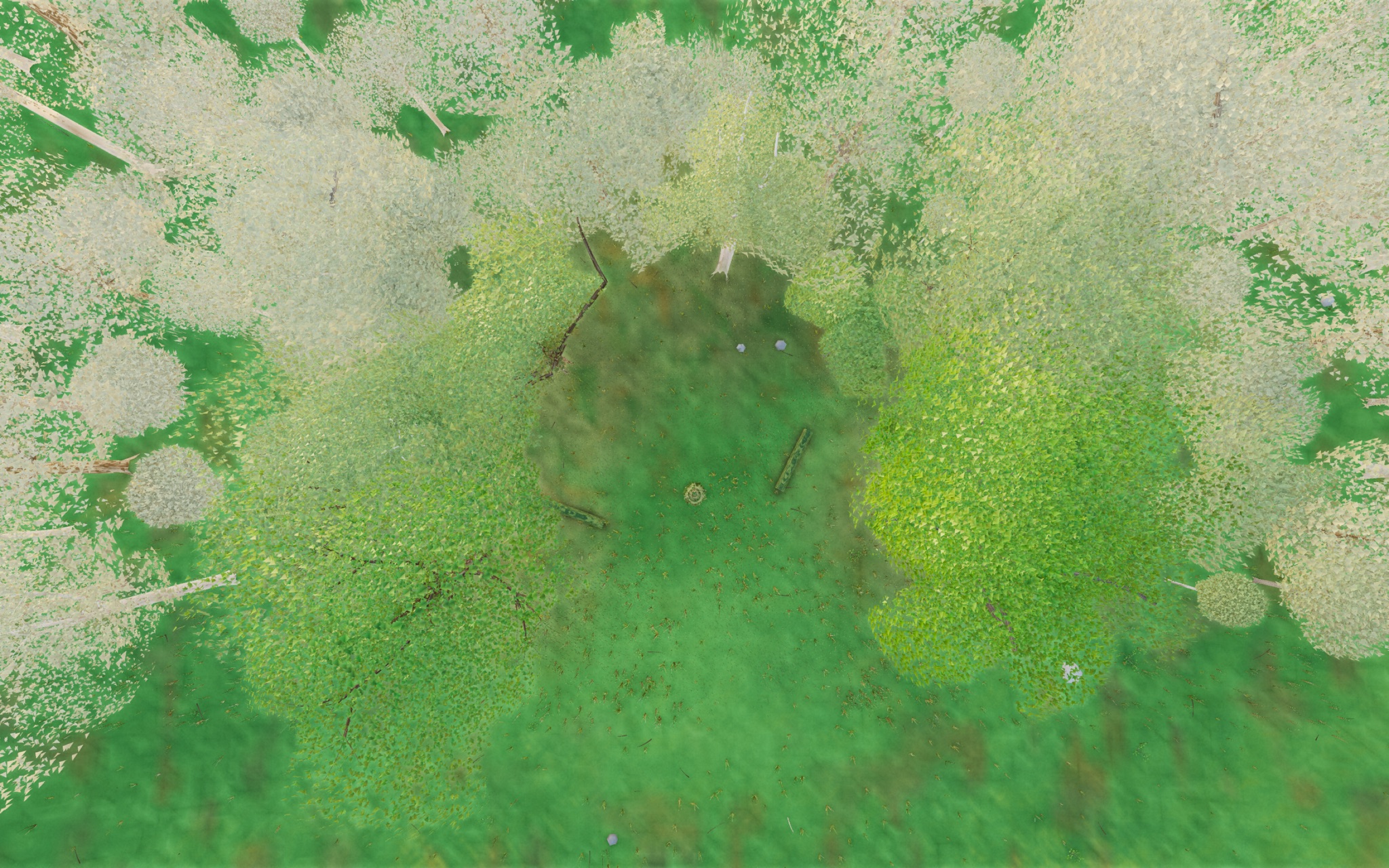 Visualizer · forest-top — diag: paint near-origin tree mass magenta