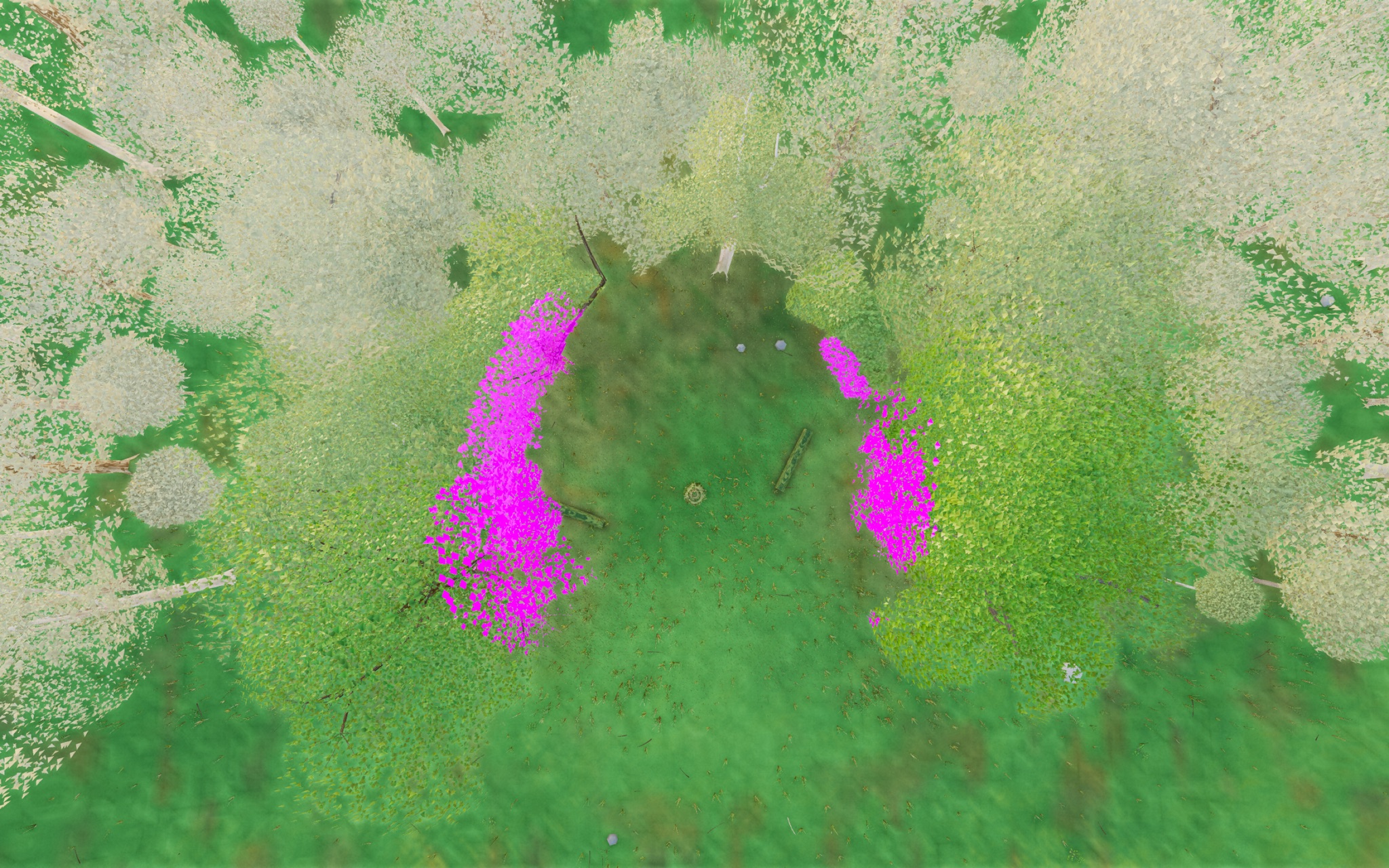 Visualizer · forest-top — diag2: wide-disc paint