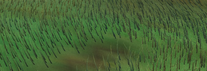 Visualizer · forest-crops