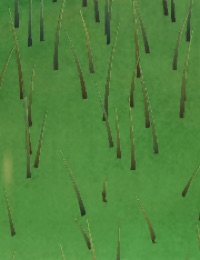 Visualizer · forest-crops4