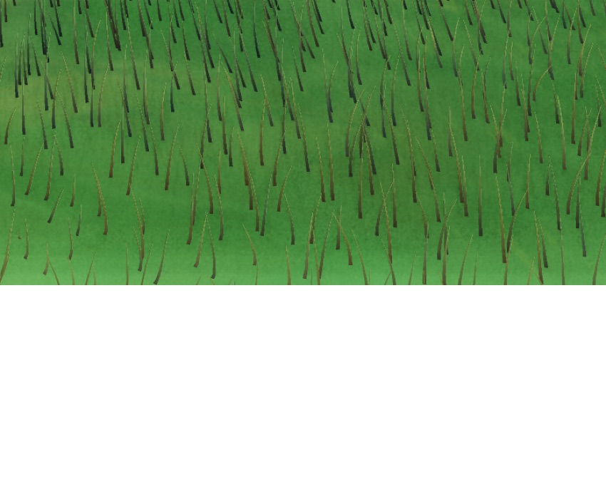 Visualizer · forest-crops4