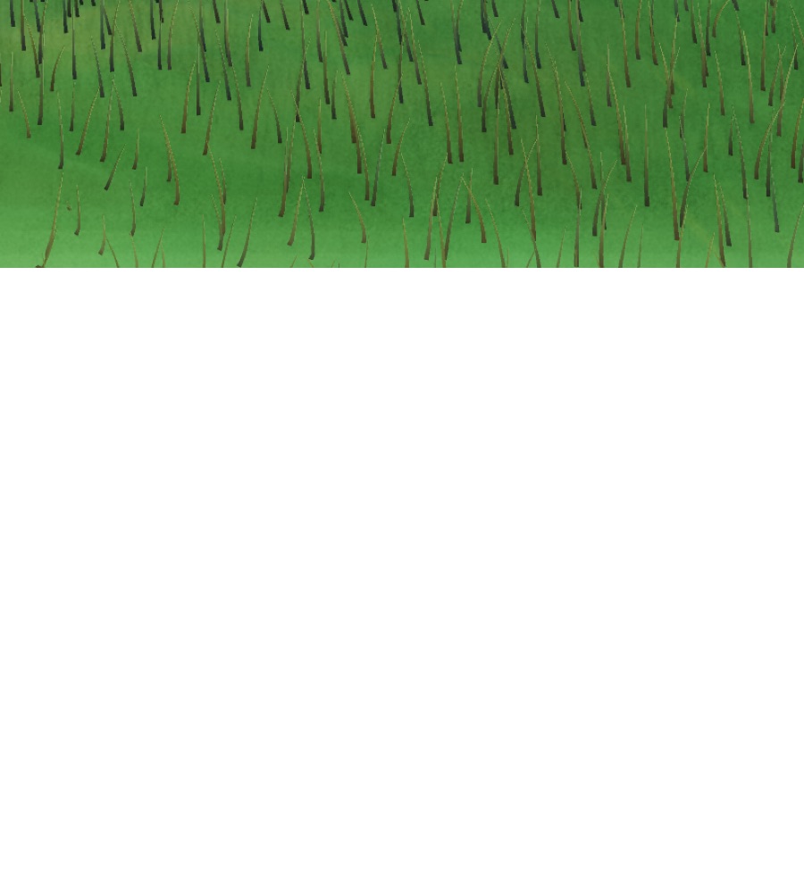 Visualizer · forest-crops4